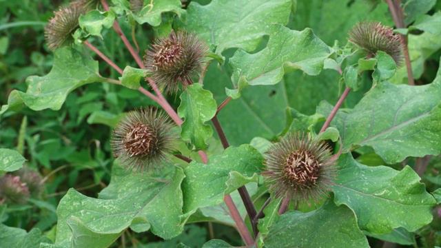 ЗАЧЕМ ЯПОНЦЫ ВЫРАЩИВАЮТ ЛОПУХ ? 5 СВОЙСТВ О КОТОРЫХ НЕ ЗНАЮТ МНОГИЕ ВРАЧИ ! смотреть онлайн