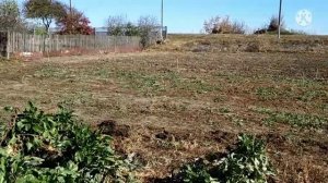 Уборка кормовой свеклы. Огород убран, можно пахать.