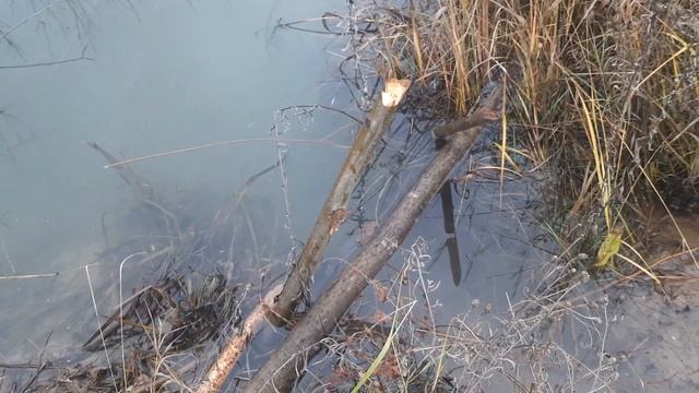 Охота на бобра. Лайк от меня бобрам смотреть онлайн