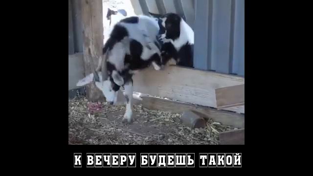 ПОЖЕЛАНИЕ ДРУГУ ДНЁМ НЕ ПИТЬ смотреть онлайн