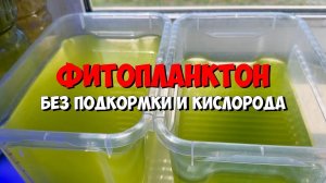 Разведение фито без подкормки и кислорода