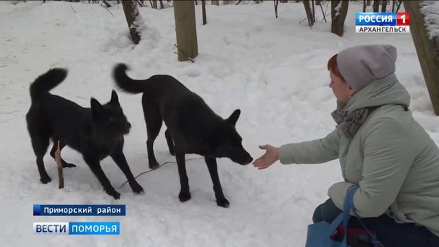 В Радово на ремонт приюта для животных собрали более 120 тысяч рублей смотреть онлайн