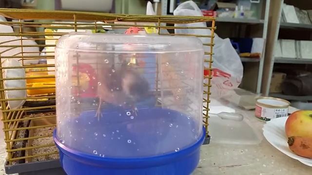 Бассейн для воробья смотреть онлайн