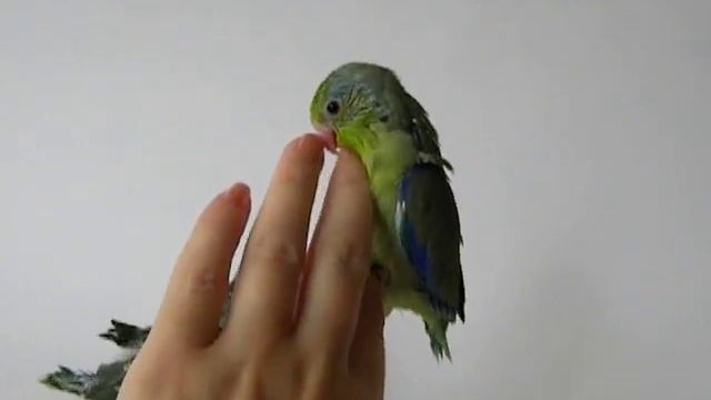 Старший птенец выводка воробьиных попугаев. смотреть онлайн