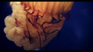 Музыка релакса. Умиротворение (БЕЗ РЕКЛАМЫ)