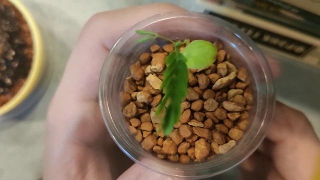 Бонсай из семян. Делоникс Королевский или огненное дерево Сотворить новые ветви. смотреть онлайн