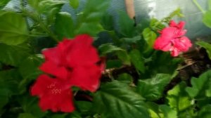 Гибискус секреты ухода и цветения