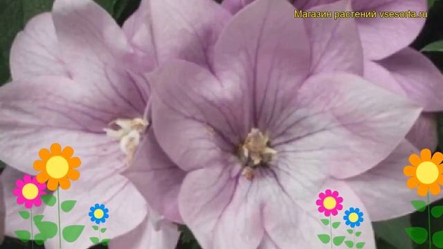 Платикодон крупноцветковый Астра лавандовая. Краткий обзор смотреть онлайн