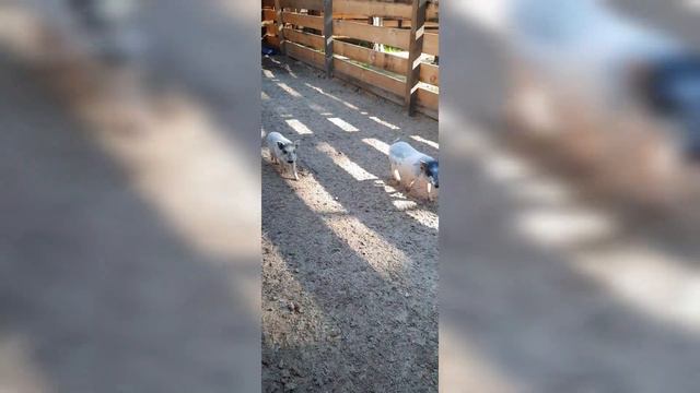 MINI зоопарк MINI zoo #rec #followme #nellynellychka смотреть онлайн