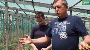 ШОК!!! А вы знали такое  про фосфор? Ликбез Геннадьевича) томат