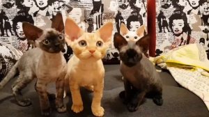 Девон-рекс Devon-rex
