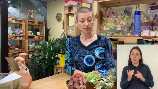 Фиттонии { СУРДОПЕРЕВОД } декоративные растения | Яркие, красочные и дружелюбные цветы