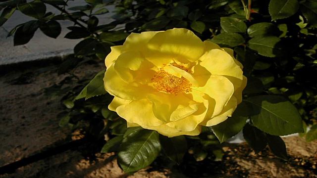 923-ANTONIO VIVALDI Concierto Fagot cuerda y continuo Mi mayor Rv. 484 смотреть онлайн