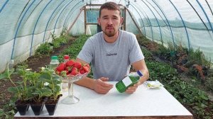 Чем понизить Ph для клубники. Основные кислоты для регулировки Ph в баковом растворе