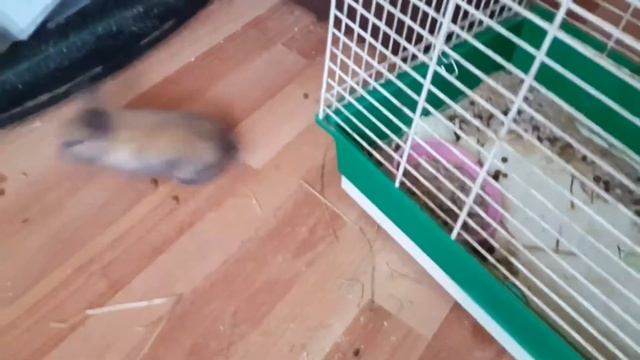 Маленькие декоративные кролики отжигают. Веселые кролики. Дачная Жизнь ТВ.