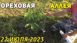 Ореховая аллея на 22 июля 2023
