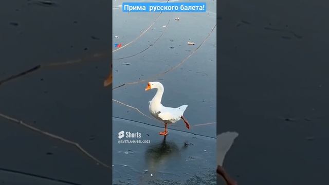 ? Прима  русского балета!.   Светлана Белякова.