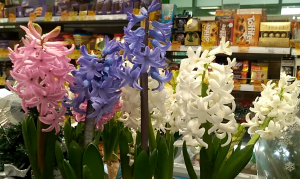 Как продлить цветение гиацинта