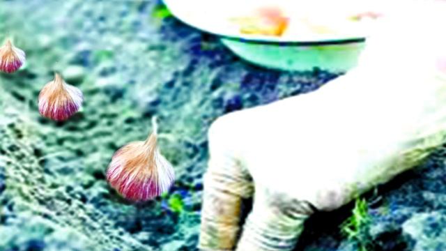 КАК ВЫРАСТИТЬ САЛАТНЫЙ ЧЕСНОК.