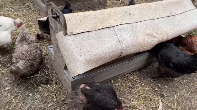 Мои куры несут яйца и для котов