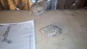 Манчьжурский перепел, 17 суток. Брудер. от МОИ Перепела. Вывод 14.12.16