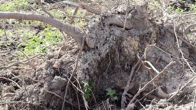 Купили Заброшенный Дачный участок / Расчистка участка / Семьёй Убираем Пни / Дача с нуля / 2 сезон