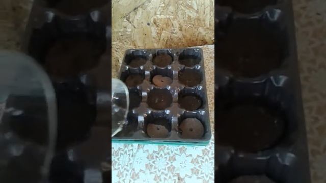 Посадка цветов в торфяные таблетки