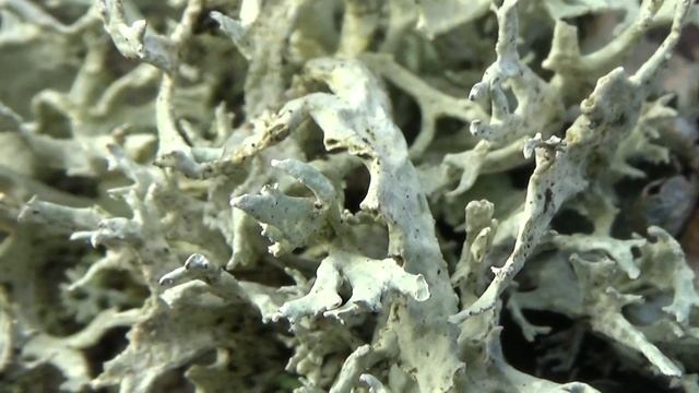 Eikenmos - Evernia prunastri смотреть онлайн