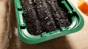 ПОСЕВ БЕГОНИИ ВЕЧНОЦВЕТУЩЕЙ НА РАССАДУ В ДОМАШНИХ УСЛОВИЯХ.