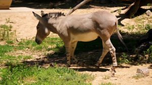 Звуки и голоса Домашних животных. Развивающее видео для детей.