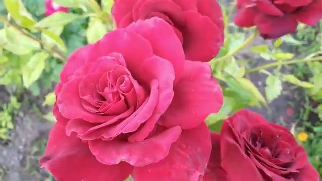 Сорт розы! Black Baccara, Блэк Баккара, Меян 2004!Чайно гибридная роза!