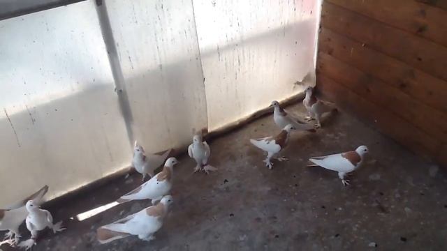 Бакинские бойные голуби желтые шейки смотреть онлайн