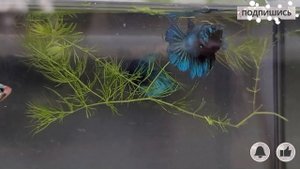 Самки #петушков / female #bettas