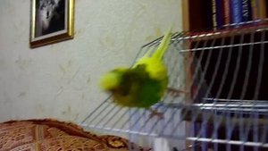 Попугай и кот