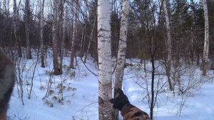 СТРОИМ ИЗБУ В ТАЙГЕ, НА НОВОМ УЧАСТКЕ. День третий.