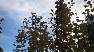 Я спросил у ясеня