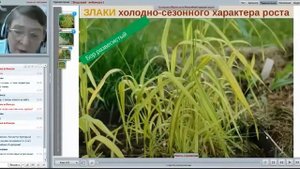Вебинар Татьяны Желтовской "Злаки в саду", часть 1