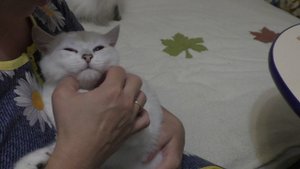 Котятам 4 месяца. Синеглазый котенок Платоша пришел на коленки
