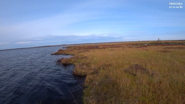 Щедрый ЯМАЛ. И рыбу поймали и ягод собрали. Ловля щуки и окуня осенью. Рыбалка 2020. смотреть онлайн