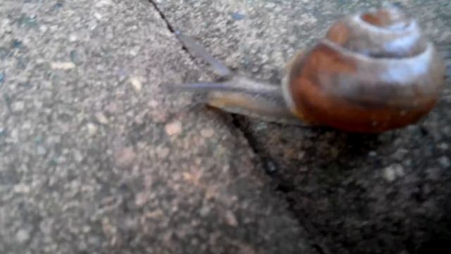 что будет если улитку перевернуть смотреть онлайн