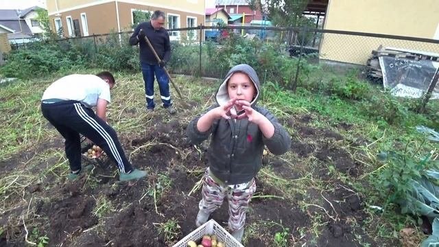 Почему гниёт картофель?