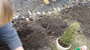 Пересаживаю новогодние ёлочки в открытый грунт.