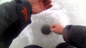 Окунь на Финском заливе