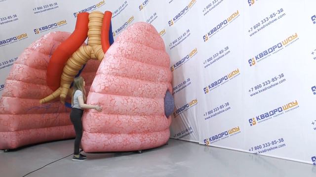 Лёгкие Человека | Большой надувной макет легких. Детально проработанная объемная декорация на заказ