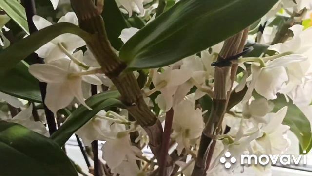 Домашнее цветение Дендробиум Нобиле 2021?♀️ ?????море цветов! ?♂️ смотреть онлайн