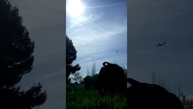 seta coprinus comatus смотреть онлайн