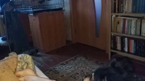 Собака Марта пристаёт к ноге (12+)