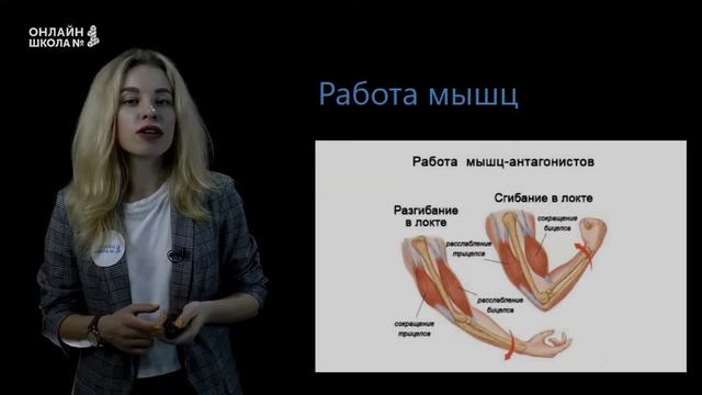 Строение мышц. Урок 10. Биология 8 класс смотреть онлайн