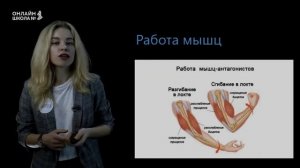 Строение мышц. Урок 10. Биология 8 класс
