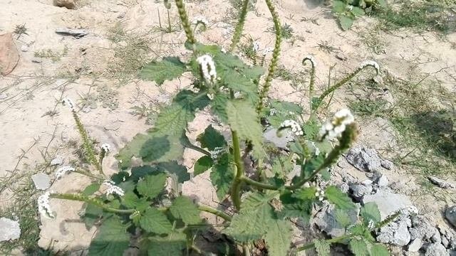 Heliotropium Indicum